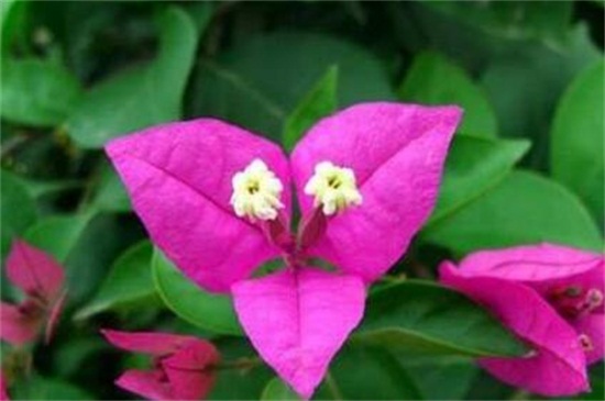 三角梅的花期 花期是4～11月