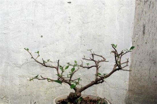 三角梅怎么剪枝 一年可修剪三次
