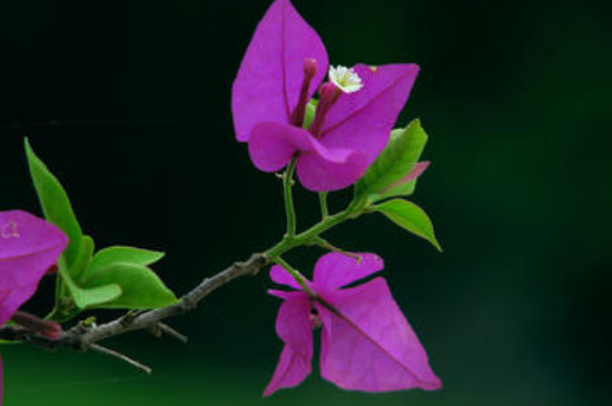 三角梅的花芽什么样子 通常都长在枝条的顶端