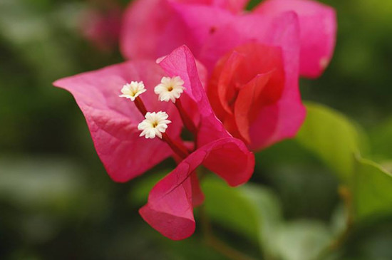 三角梅的花芽什么样子 通常都长在枝条的顶端