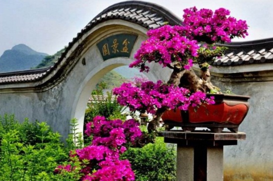 三角梅光杆会发芽吗 及时的解决便可再次发芽