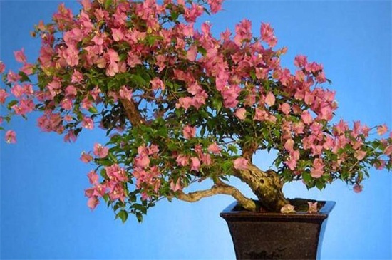 三角梅控水和促花方法，在春夏季每天浇水1～2次