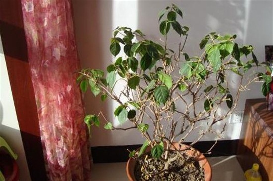 三角梅不开花，5个原因，对应调整管理方法