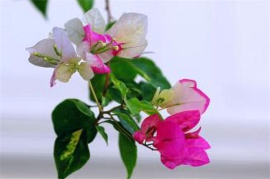 三角梅掉花落蕾如何解决 找到原因，对症下药