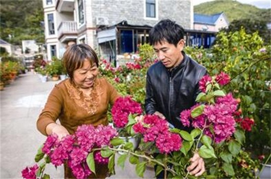 三角梅不开花光长叶子是什么原因，主要是5个方面