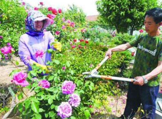 芍药怎么修剪，一定要及时修剪枝芽