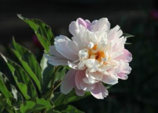 芍药怎么修剪，一定要及时修剪枝芽