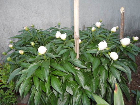 芍药怎么养才长得好，不可以用碱性土壤