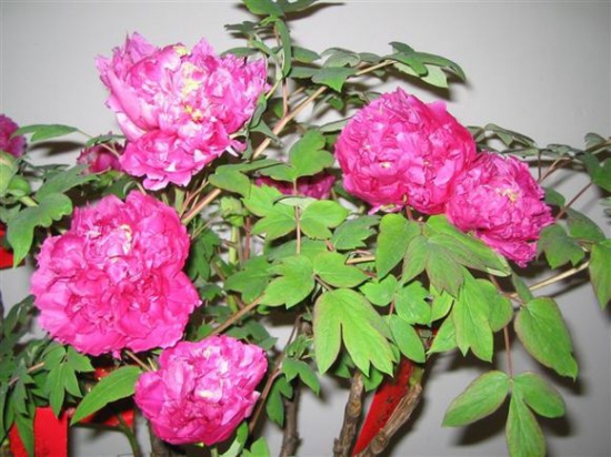 芍药冬天怎么养，芍药是较耐寒的植物