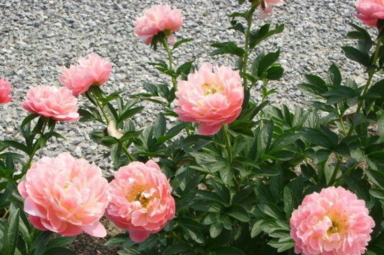 芍药冬天怎么养，芍药是较耐寒的植物