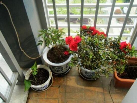 芍药如何延长花期，5个技巧花期长达20天
