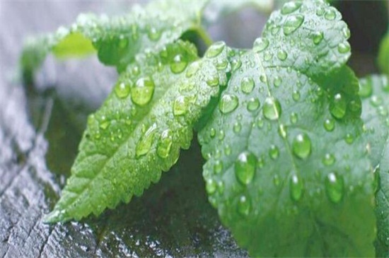 薄荷怎么浇水才长得好  尽量避免对着根部浇水