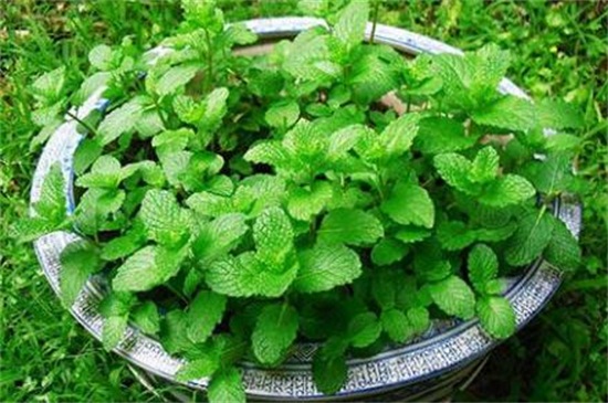薄荷怎么浇水才长得好  尽量避免对着根部浇水