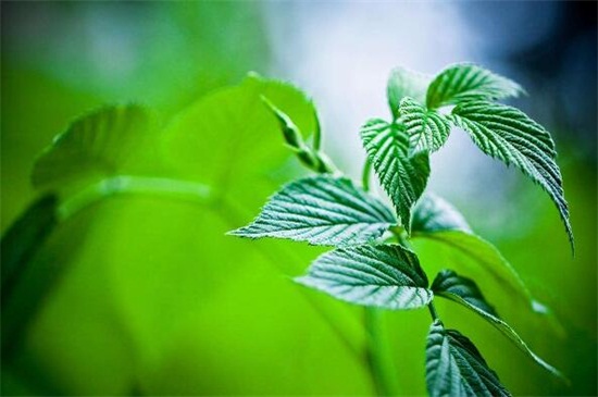 薄荷怎么浇水才长得好  尽量避免对着根部浇水