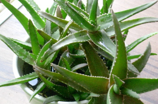 芦荟浇白糖水有用吗？容易招引虫子