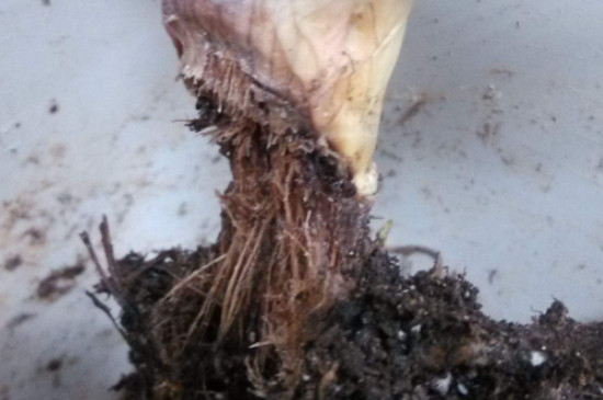 芦荟烂根了怎么处理  需要先进行脱盆处理