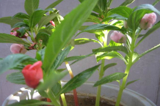 指甲花叶子发黄怎么办，主要是养护不当造成