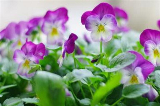 三色堇怎么浇水？不同季节的浇水方法是不同