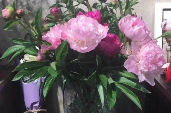 芍药插花能养多久 一般可养3～7天