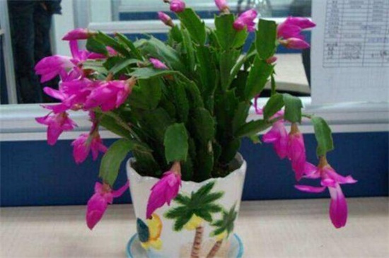 蟹爪兰怎样催花 需给其4～6小时光照