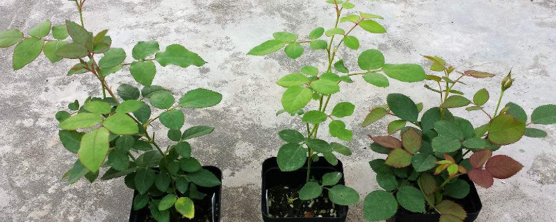 刚买的月季怎么栽种？栽种后需要控水