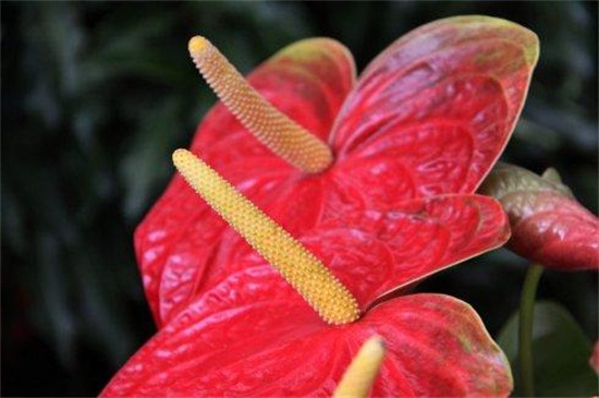 红掌花苞发黑怎么办？主要是4个方面引起