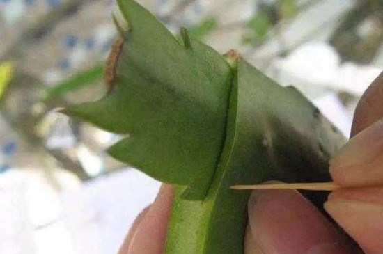 蟹爪兰一次嫁接几层 一次可以嫁接好几层