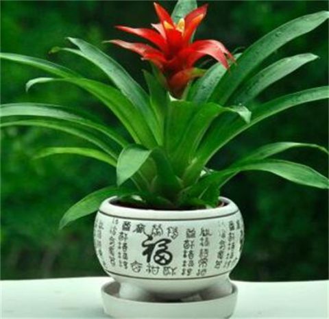 鸿运当头花怎么养才红，掌握5个要点