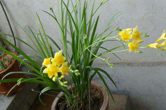香雪兰怎么养？每隔1～2年换盆一次