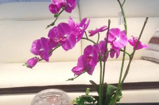 蝴蝶兰开完花后怎么处理方法？要先将枯萎老化的花叶剪掉