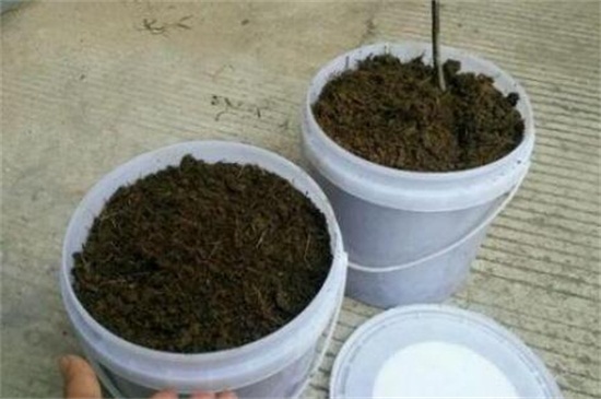 六月雪用什么土养护，对土壤的要求比较严格