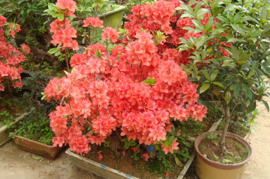 海棠移栽多久能发芽？需要一个月左右才能发芽