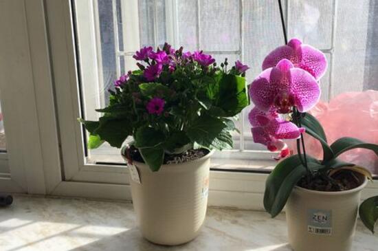 蝴蝶兰种子怎么发芽，首先把蝴蝶兰种子清洗干净