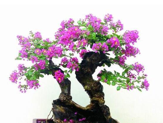 紫薇花怎么施肥，按照生长状况定期施肥