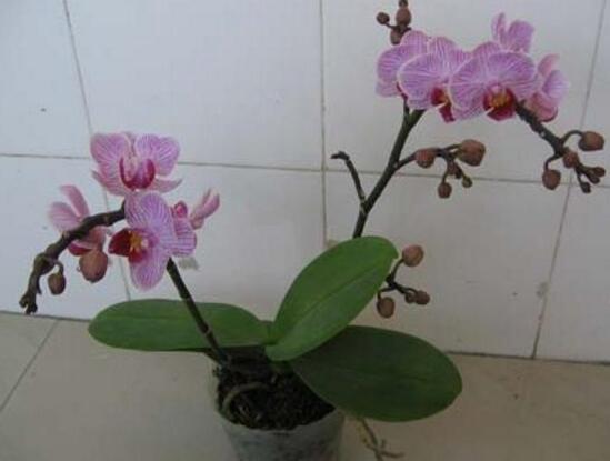 蝴蝶兰开花后怎么养，掌握要点非常重要