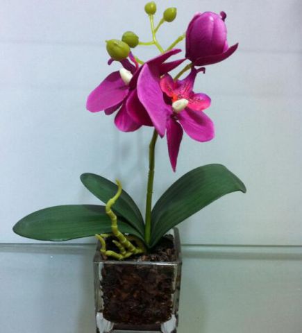 蝴蝶兰开花后怎么养，掌握要点非常重要