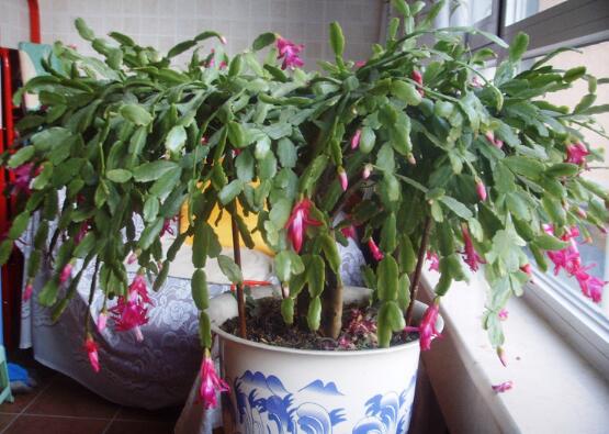 令箭荷花不开花怎么办？令箭荷花6个不开花的原因