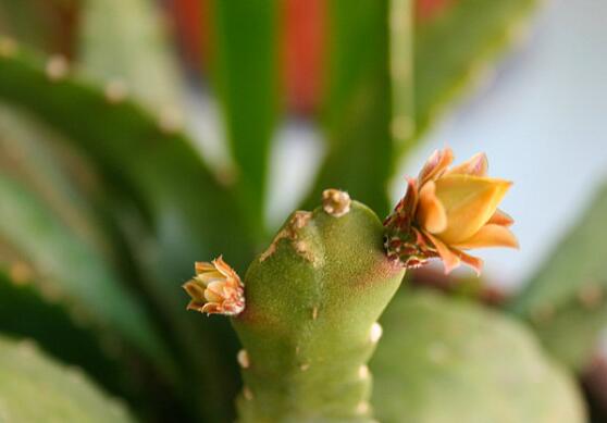 令箭荷花不开花怎么办？令箭荷花6个不开花的原因
