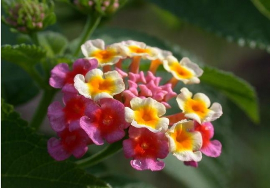 五色梅什么季节开 在每年的夏季一直持续到秋季