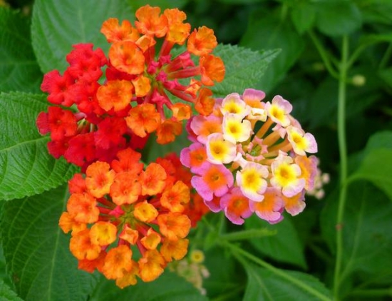 五色梅什么季节开 在每年的夏季一直持续到秋季