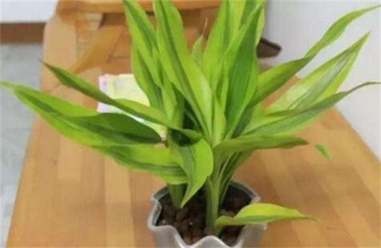 白掌怎么养，介绍白掌土培与水培的养殖方法