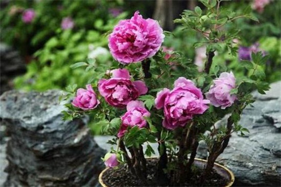牡丹花开在什么季节 在春季5月开花