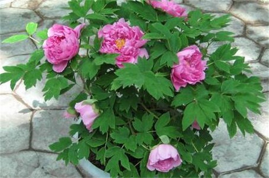 牡丹花开在什么季节 在春季5月开花