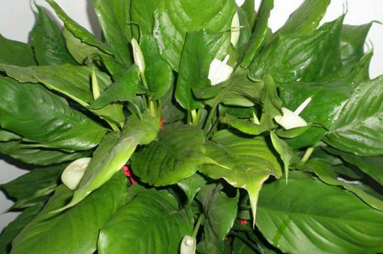 万年青开花后怎么处理？每年的5月到6月才会开花