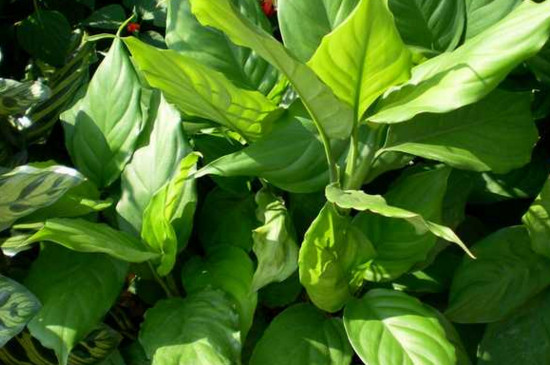 万年青开花后怎么处理？每年的5月到6月才会开花