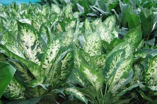 万年青开花后怎么处理？每年的5月到6月才会开花