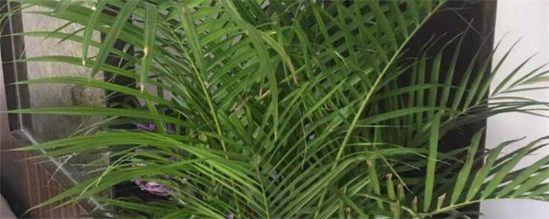 散尾葵怎么换盆？应选在春秋季节