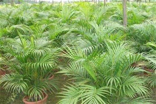 散尾葵怎么换盆？应选在春秋季节
