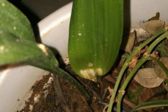 一叶兰开花后什么时候换盆？换盆的时间在春季4月左右