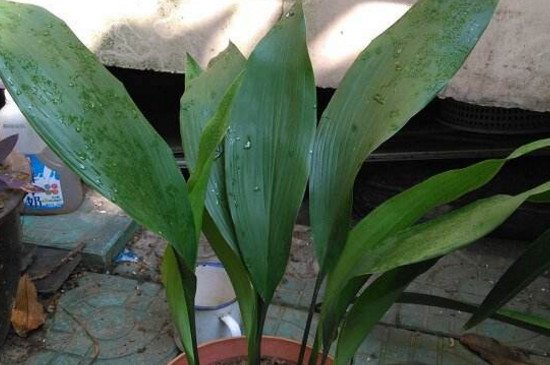 一叶兰开花后什么时候换盆？换盆的时间在春季4月左右